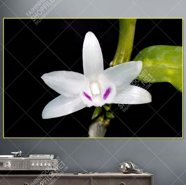 hoa lan 3 22 04 2021